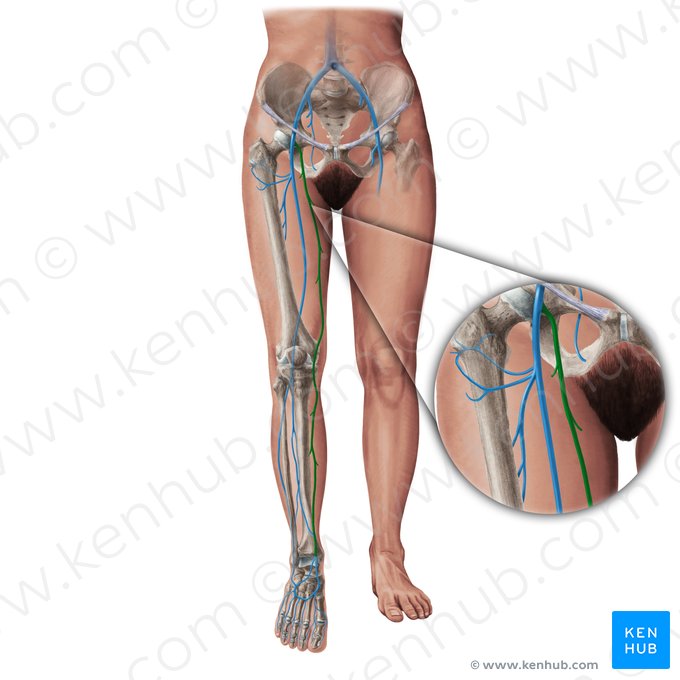 Great saphenous vein (Vena saphena magna); Image: Paul Kim