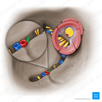 Infraorbital nerve (Nervus infraorbitalis); Image: Paul Kim