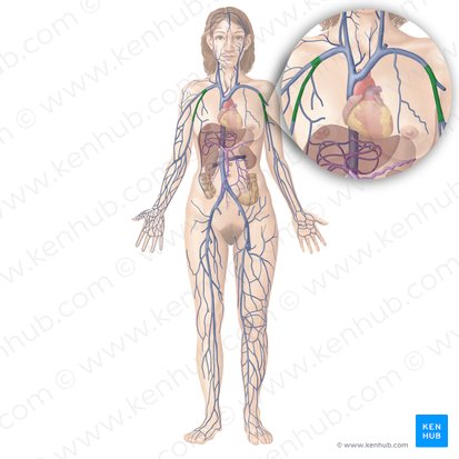 Vena axillaris (Achselvene); Bild: Begoña Rodriguez