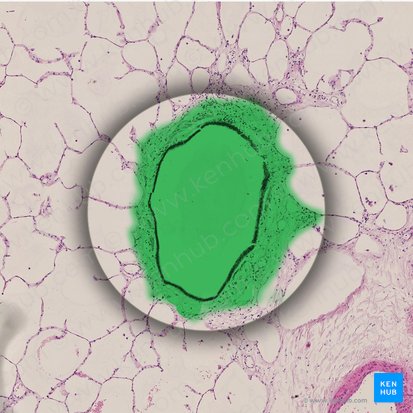 Bronquiolo terminal (Bronchiolus terminalis); Imagen: 