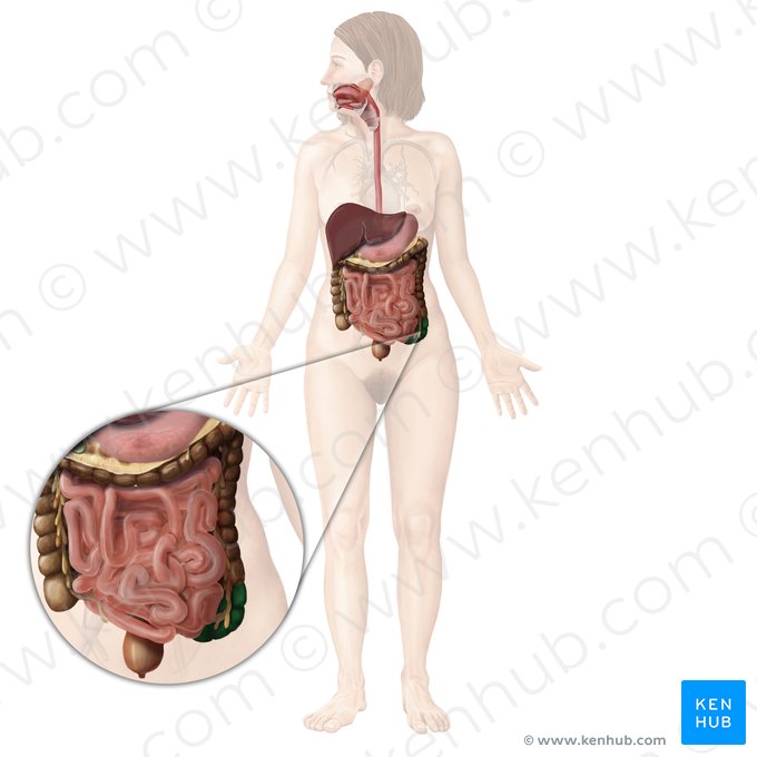 Sigmoid colon (Colon sigmoideum); Image: Begoña Rodriguez