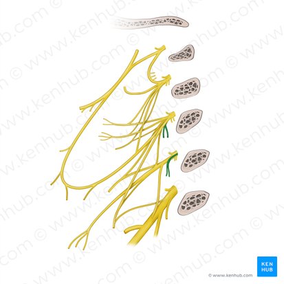 Ramos para los músculos escalenos y elevador de la escápula del plexo cervical (Rami musculares plexus cervicalis (musculi scaleni, musculus levator scapulae)); Imagen: Paul Kim