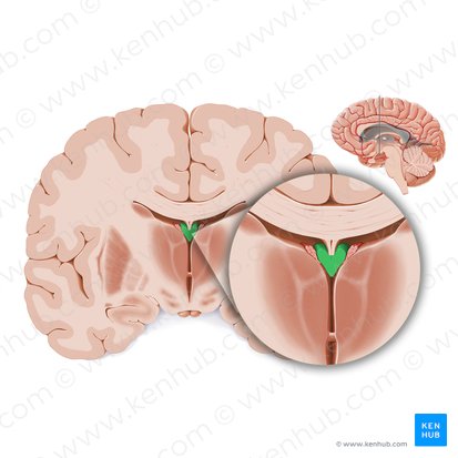 Cuerpo del fórnix (Corpus fornicis); Imagen: Paul Kim