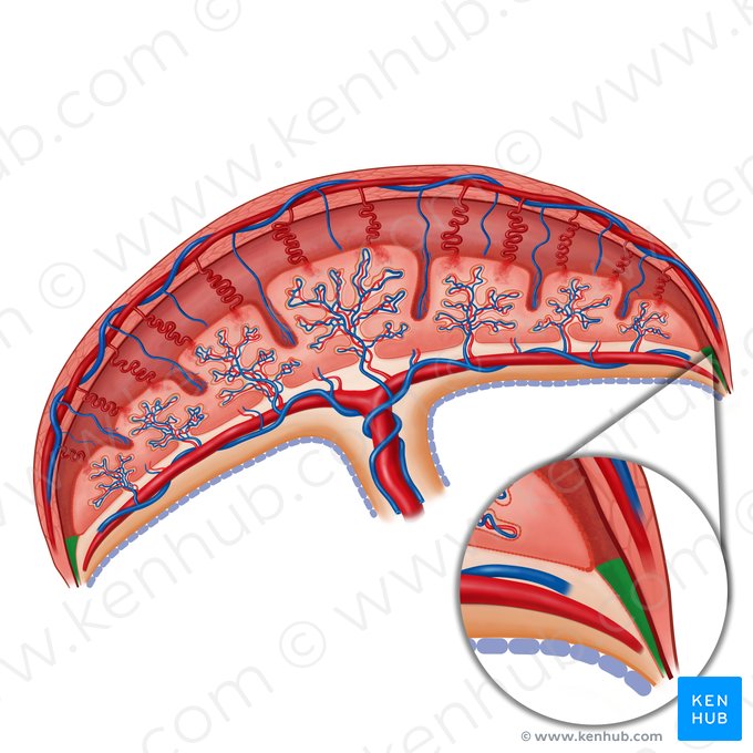 Parietal decidua (Decidua parietalis); Image: Irina Münstermann