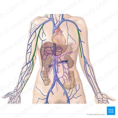 Basilic vein (Vena basilica); Image: Begoña Rodriguez