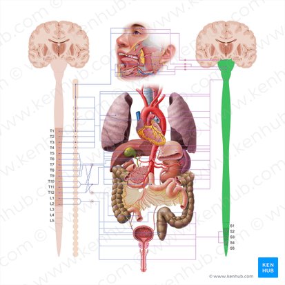 Sistema nervoso parassimpático (Systema nervosum parasympathicum); Imagem: Paul Kim