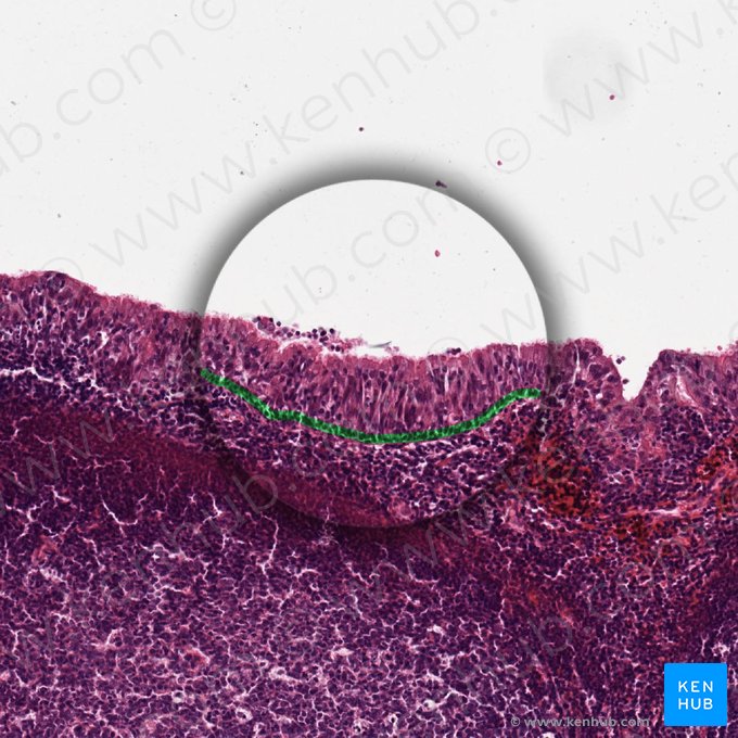 Stratum basale epidermis (Basalzellschicht der Epidermis); Bild: 