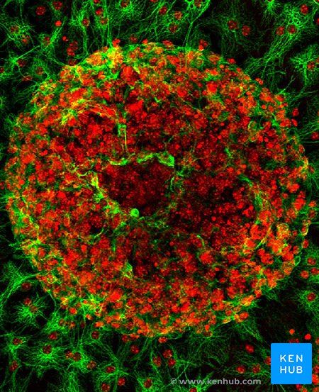 Astrocytes