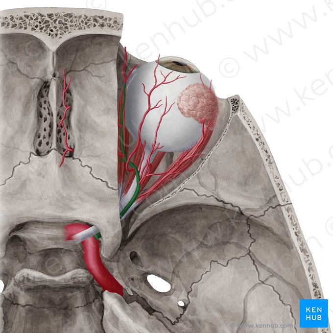 Arteria oftálmica (Arteria ophthalmica); Imagen: Yousun Koh
