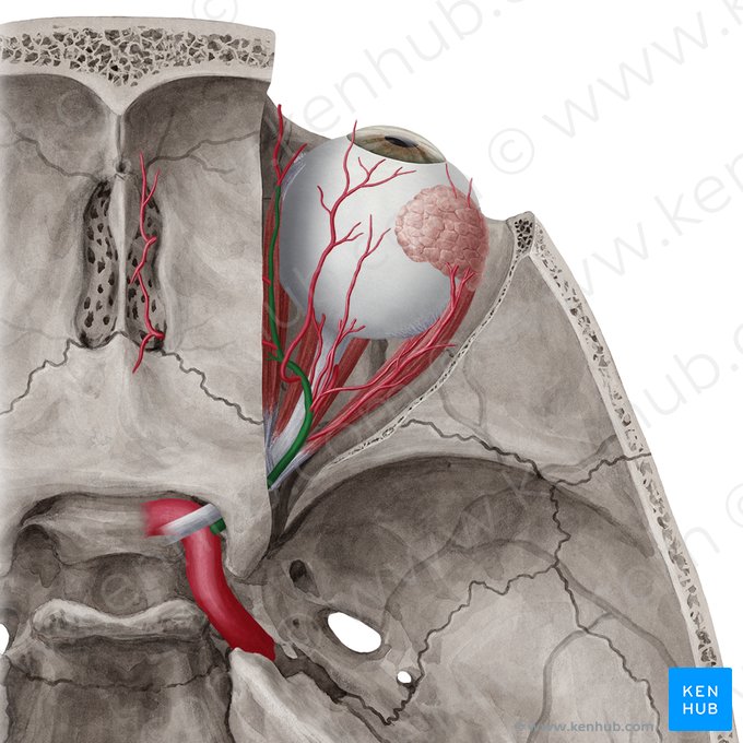 Arteria ophthalmica (Augenarterie); Bild: Yousun Koh