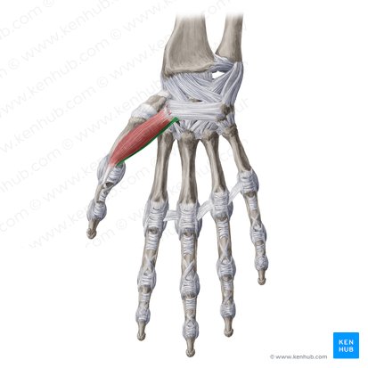 Deep head of flexor pollicis brevis muscle (Caput profundum musculi flexoris pollicis brevis); Image: Yousun Koh