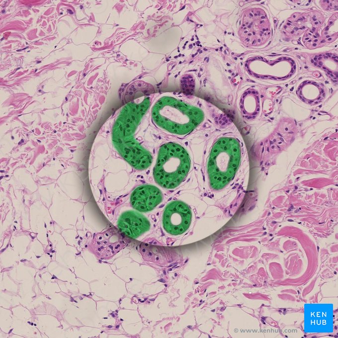 Epitelio cilíndrico pseudoestratificado (Epithelium pseudostratificatum columnare); Imagen: 