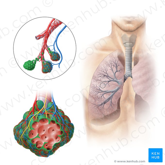 Alvéolo pulmonar (Alveolus pulmonis); Imagem: Paul Kim