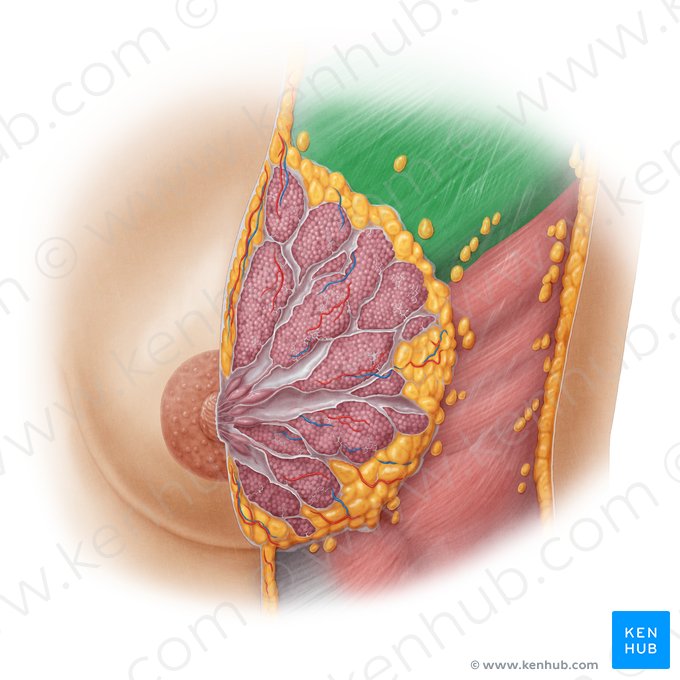 Muscle grand pectoral (Musculus pectoralis major); Image : Samantha Zimmerman