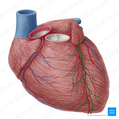 Veia cardíaca magna (Vena cardiaca magna); Imagem: Yousun Koh