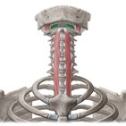 Rectus capitis anterior muscle