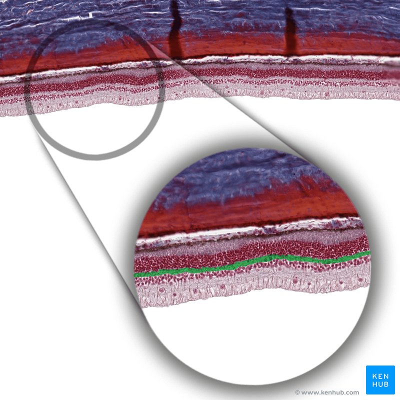Outer plexiform layer - histological slide