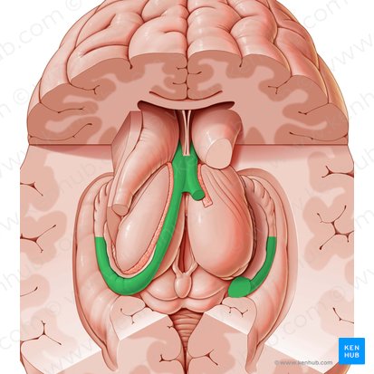 Fórnix (Fornix); Imagen: National Library of Medicine