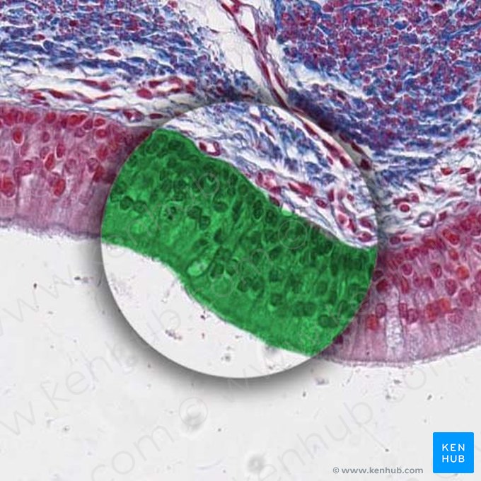 Epitélio colunar pseudoestratificado (Epithelium pseudostratificatum columnare); Imagem: 