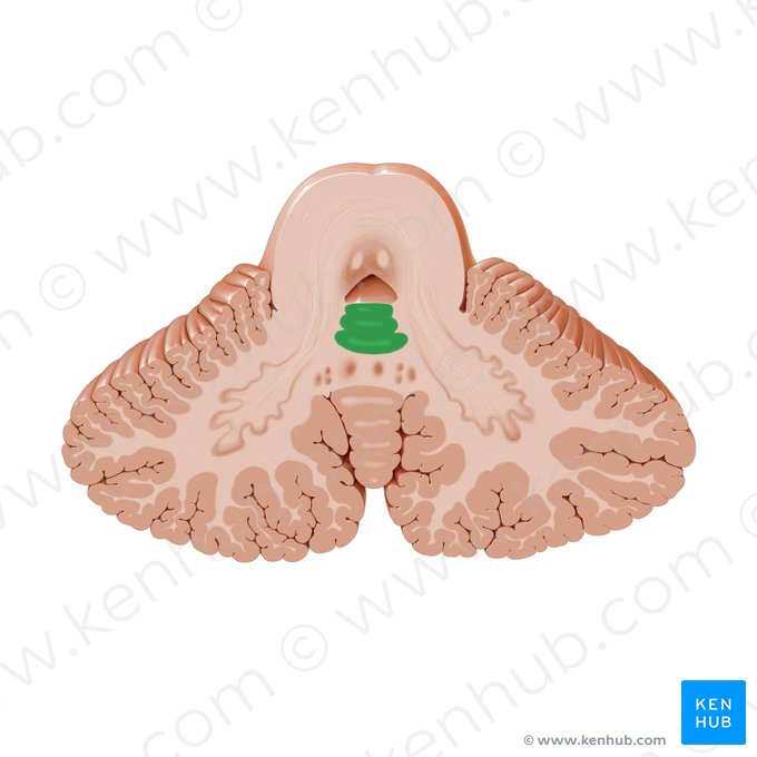 Lingula of cerebellum (Lingula cerebelli); Image: Paul Kim