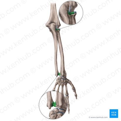 Radioulnar joints (Articulationes radioulnares); Image: Yousun Koh