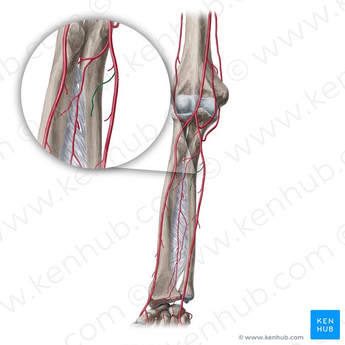 Nutrient artery of ulna (Arteria nutrica ulnae); Image: Yousun Koh