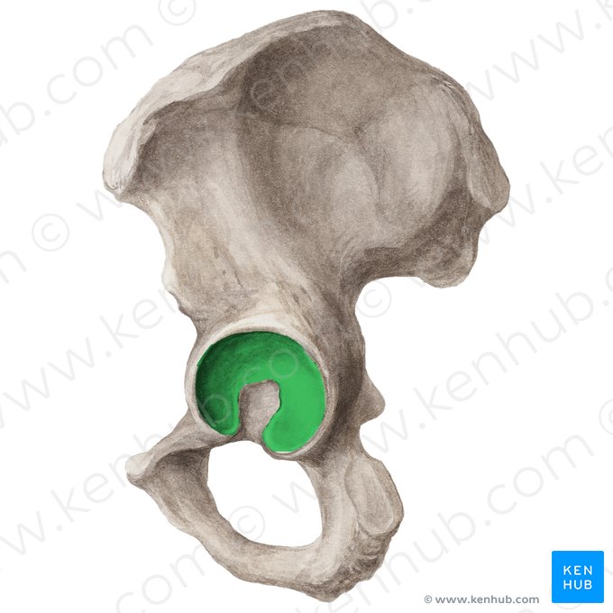 Superfície semilunar do acetábulo (Facies lunata acetabuli); Imagem: Liene Znotina