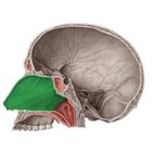 Nasal septum