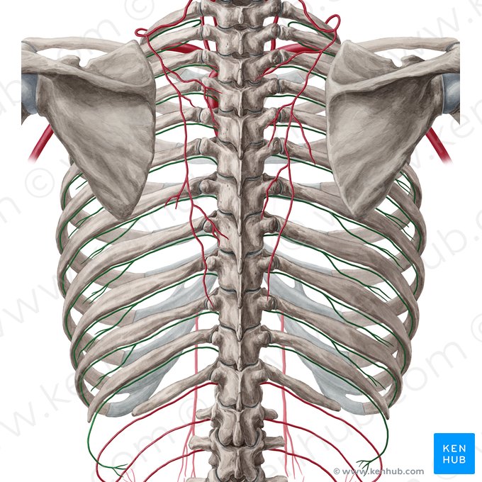 Arteria intercostalis posterior (Hintere Zwischenrippenarterie); Bild: Yousun Koh