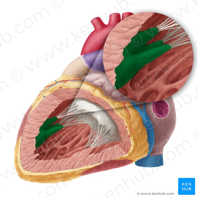 Músculo papilar anterior del ventrículo izquierdo (Musculus papillaris superior ventriculi sinistri); Imagen: Yousun Koh