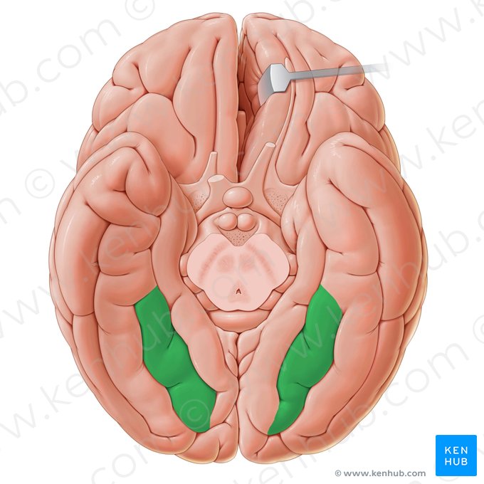 Giro occipitotemporal medial (Gyrus occipitotemporalis medialis); Imagem: Paul Kim