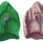 Bronchopulmonary segments