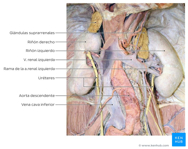 Glándulas suprarrenales en el interior de un cadáver.
