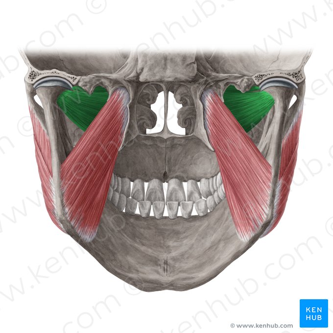 Musculus pterygoideus lateralis (Äußerer Flügelmuskel); Bild: Yousun Koh