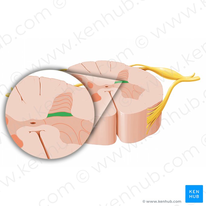 Lamina spinalis VI (Spinalschicht VI); Bild: Paul Kim