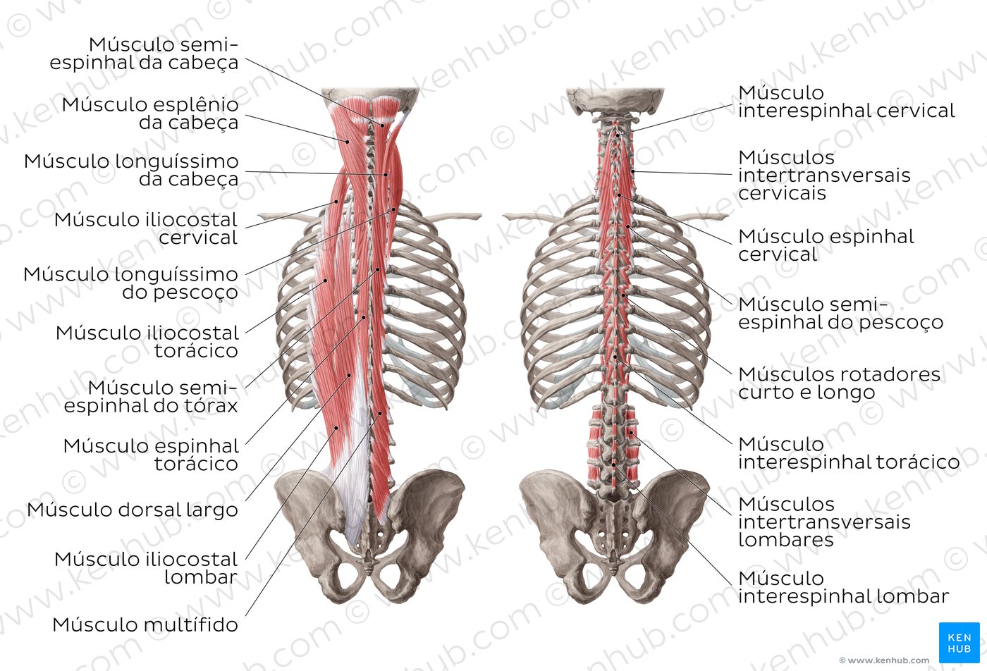 Músculos intrínsecos do dorso - diagrama