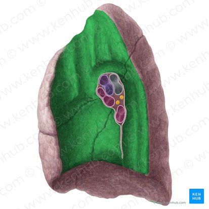 Superfície mediastinal do pulmão direito (Facies mediastinalis pulmonis dextri); Imagem: Yousun Koh