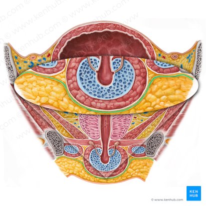 Fascia perineal superficial (Fascia superficialis perinei); Imagen: Irina Münstermann