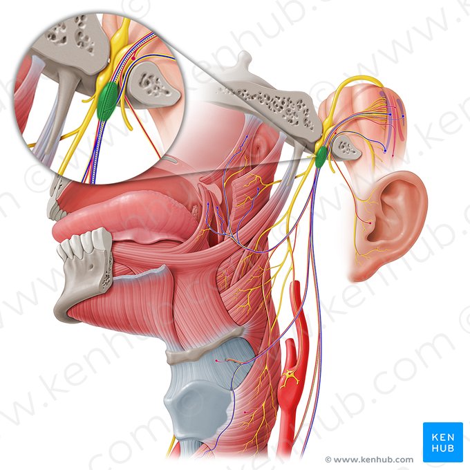 Ganglio inferior del nervio vago (Ganglion inferius nervi vagi); Imagen: Paul Kim