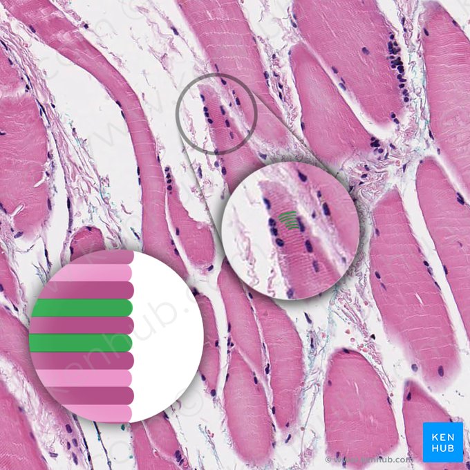 I band (Stria I); Image: 