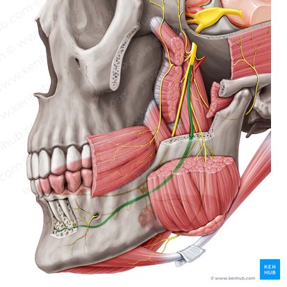 Nervio alveolar inferior (Nervus alveolaris inferior); Imagen: Paul Kim