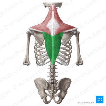 Ascending part of trapezius muscle (Pars ascendens musculi trapezii); Image: Yousun Koh