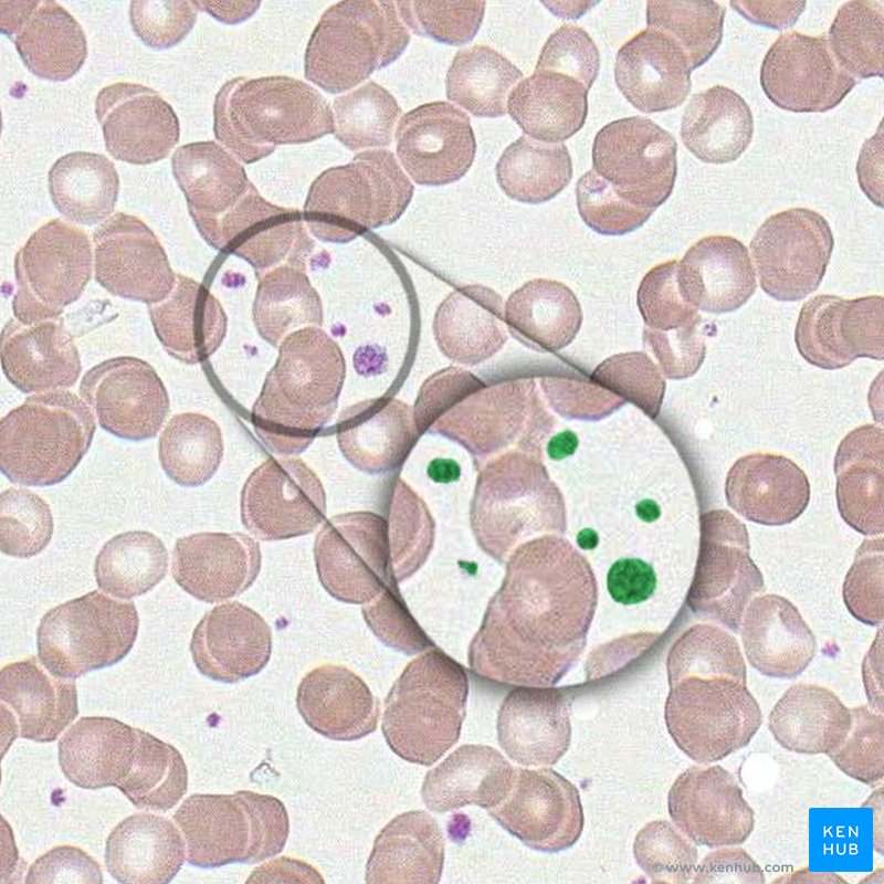 Thrombocyte - histological slide