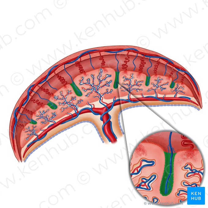 Placental septum (Septum placentae); Image: Irina Münstermann