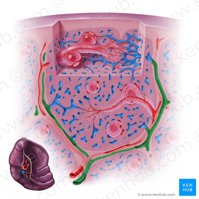 Veia trabecular do baço (Vena trabecularis splenis); Imagem: Paul Kim