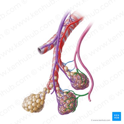 Pulmonary venule (Venula pulmonalis); Image: Paul Kim
