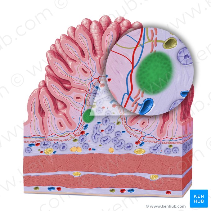 Nódulo linfoide (Nodulus lymphoideus); Imagem: Paul Kim