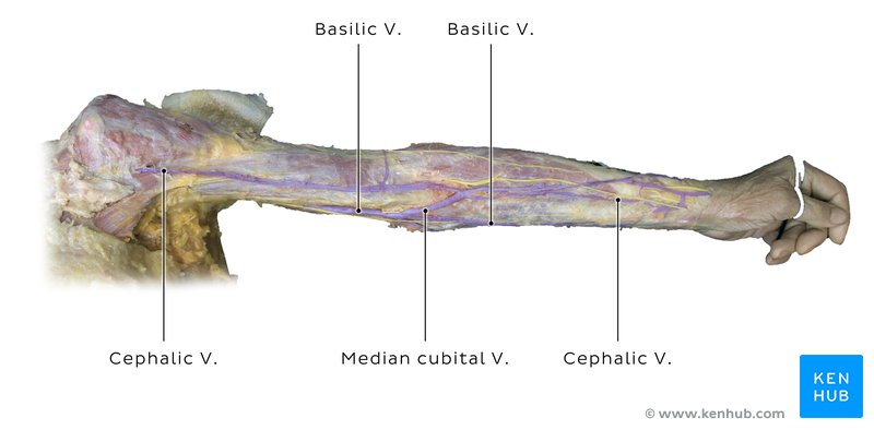 Superficial veins of the upper limb in cadaver
