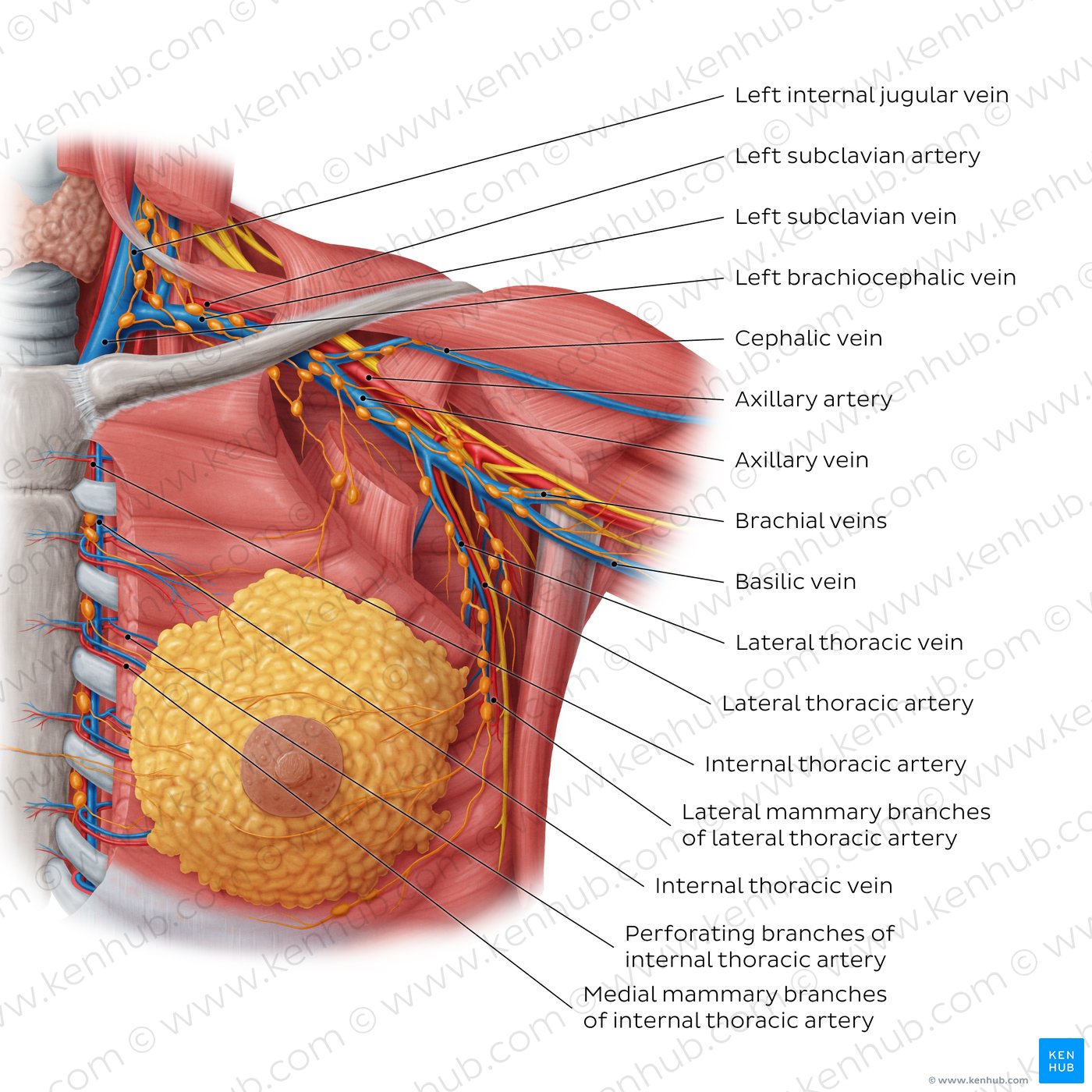 Blood vessels of the female breast