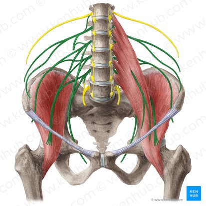 Plexus lombaire (Plexus lumbalis); Image : Liene Znotina